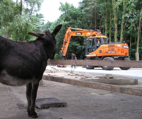 start van de bouw van de nieuwe ezelstallen. Merrie Trijntje houdt toezicht