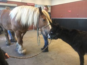 Ezel Tula krijgt een valentijnskus belgisch trekpaard