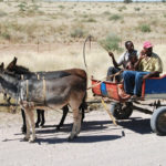 Âne du Sahel