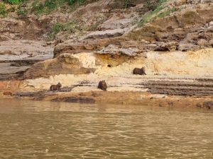 Capybaras in de Tambopata rivier in Peru