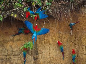 Macaws in Manu Amazon tour