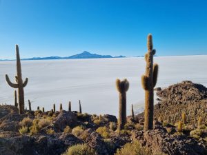 Inca Wasi Cactus Eiland Salar de Uyuni