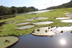 Victoria waterlelies Iquitos Peru tour