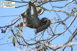 Sloth in Iquitos Amazon 