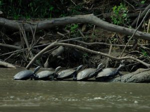 Turtles in Manu