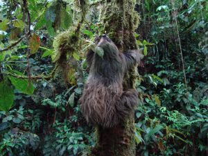 Luiaard in Amazone Ecuador