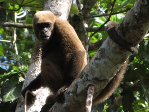 Wooler monkey at Cuyabeno Lodge