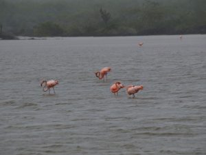 Flamingos on Galapagos tour