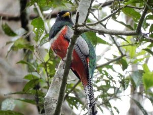 Bird at Siona Amazon Lodge Ecuador