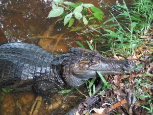 Caiman at Siona Lodge Ecuador