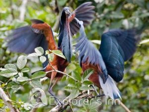 Tropical birds in Amazon Peru