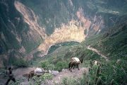 Colca Canyon Oasis Trek