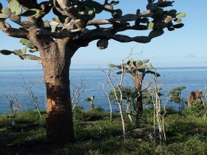 Cacti tree on Galapagos Islands tour