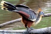 Hoatzin bird in Amazon rainforest tour