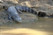 Caiman in Amazon Rainforest