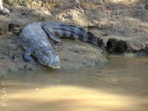 Caiman in Amazon Rainforest