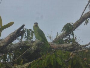 Green parrot in Cuyabeno Amazon