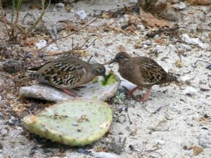 Darwin finches on the Galapagos Islands