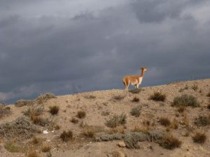 Vicuña on the Chimborazo