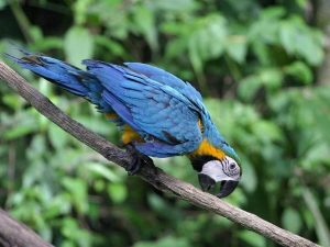 Bue Yellow Macaw in Amazon tour