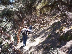 Polylepis hike Ecuador