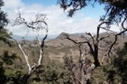 Polylepis trek, queñual trees