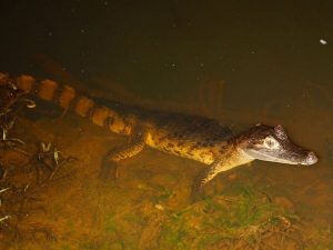 Kaaiman Tambopata Amazone tour