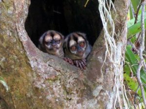 Night monkeys in Amazon Rainforest