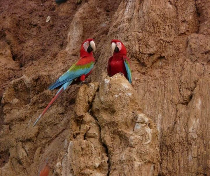 Macaw Amazon clay lick