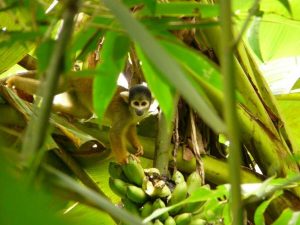 Squirrel monkey