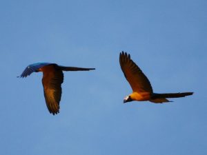 Macaws Amazon Bolivia