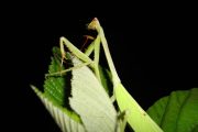 Praying Mantis