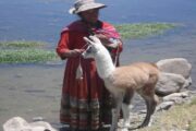 Old woman with baby lama