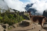 Lama view of Machu Picchu