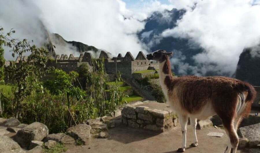 Lama op Machu Picchu in Peru reizen