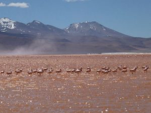 Flamingos in Laguna Colorada