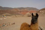 Lama in Cafayate