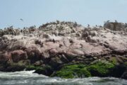 Birds on Islas Ballestas, Paracas