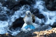 Posing Blue Footed Booby