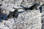 Black marine iguanas