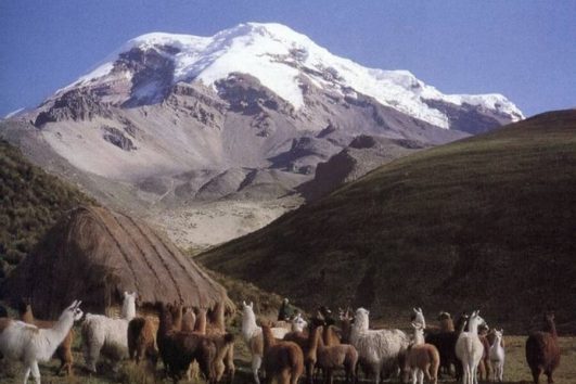 lamas on the Llamas Trek