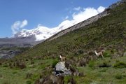 Lamas and Chimborazo on trail