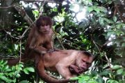 Capuchin Monkeys in the Amazon