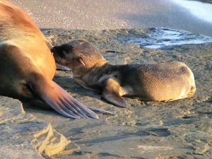 Drinking baby sea lion Galapagos