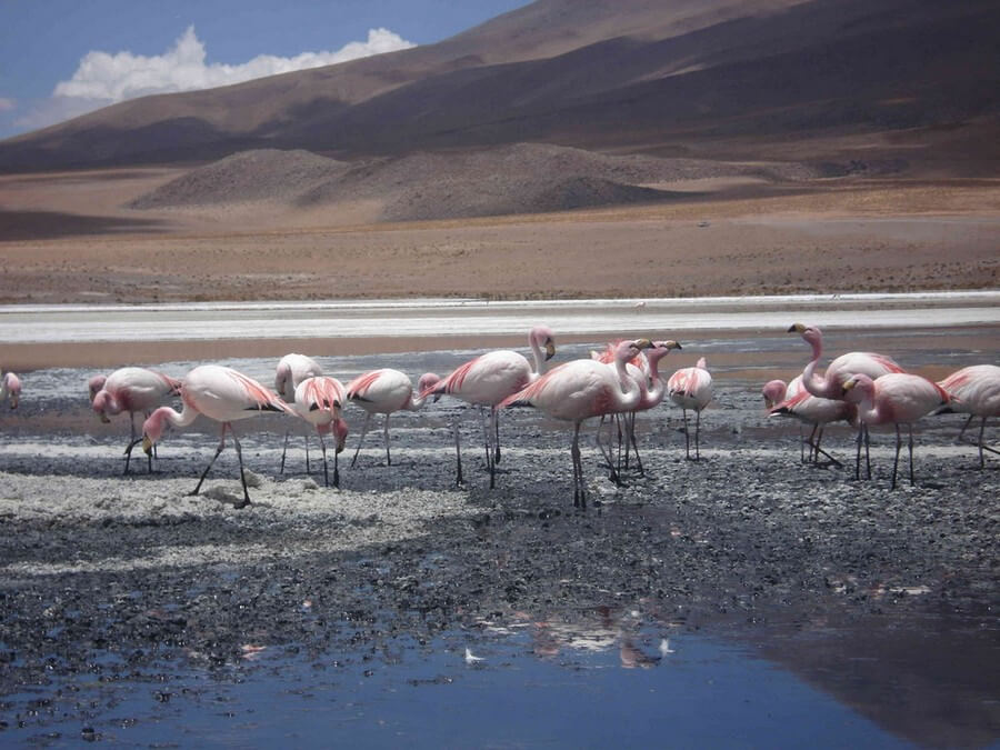 Flamingos in Laguna Colorada