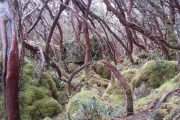 Wandeling in Parque Cajas, Cuenca