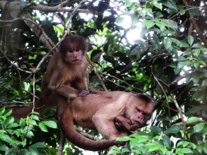 Capuchin monkies in the Amazon