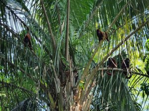 Howler monkeys at Inotawa Lodge