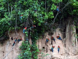 Tambopata Chimbadas La Torre tour