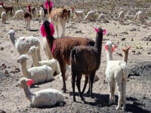 Alpacas in Colca Canyon tour